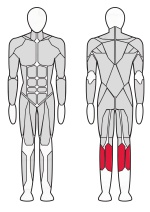 Голень стоя Fitex Pro FTX-61F31 Голень стоя Fitex Pro FTX-61F31