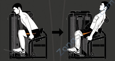 Разгибание спины Steel Flex Hope HBK1600