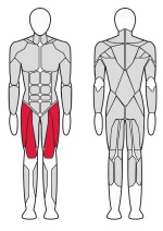 Разгибатель бедра Fitex Pro FTX-7324 Разгибатель бедра Fitex Pro FTX-7324