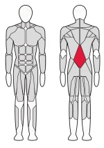 Разгибатель спины Fitex FTX-6217 Разгибатель спины Fitex FTX-6217