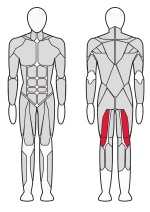 Сгибатель бедра сидя Fitex Pro FTX-7325 Сгибатель бедра сидя Fitex Pro FTX-7325