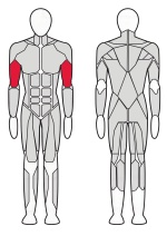 Скамейка Скотта Fitex Pro FTX-7337 Скамейка Скотта Fitex Pro FTX-7337