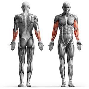 Скамья Скотта Marbo Sport MH-L105 2.0 Скамья Скотта Marbo Sport MH-L105 2.0